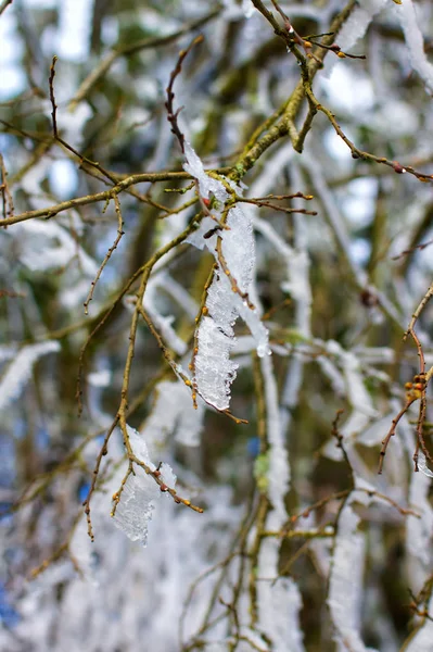 Empreintes Hiver Dans Sauerland — Photo