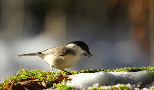 Schilderachtig Uitzicht Prachtige Titmouse Vogel — Stockfoto