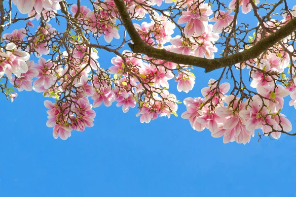 Magnolia Fiori Albero Flora Primaverile — Foto Stock