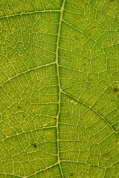 Зелена Структура Листа — стокове фото