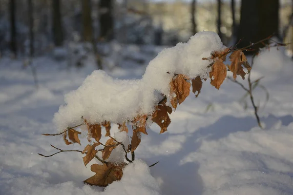 Neve Ramo — Fotografia de Stock