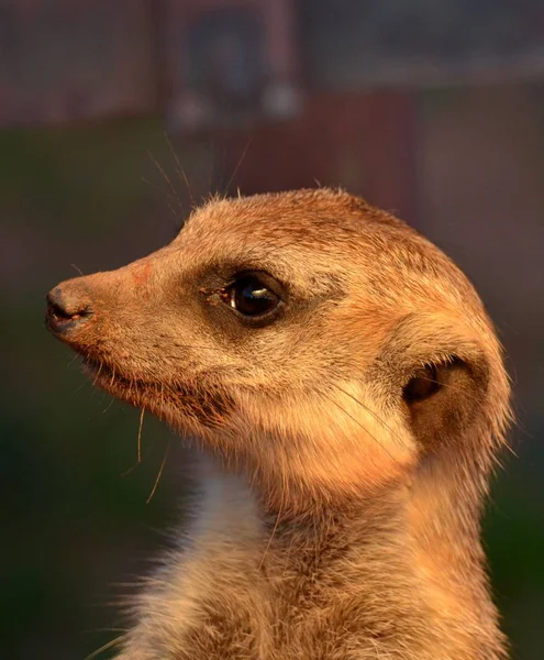 Meerkat Dieren Het Wild Suricata Suricatta — Stockfoto