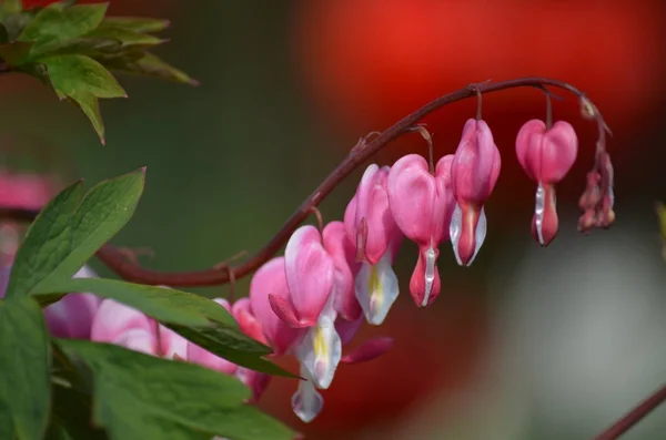 Bloedende Harten Bloemen Flora — Stockfoto