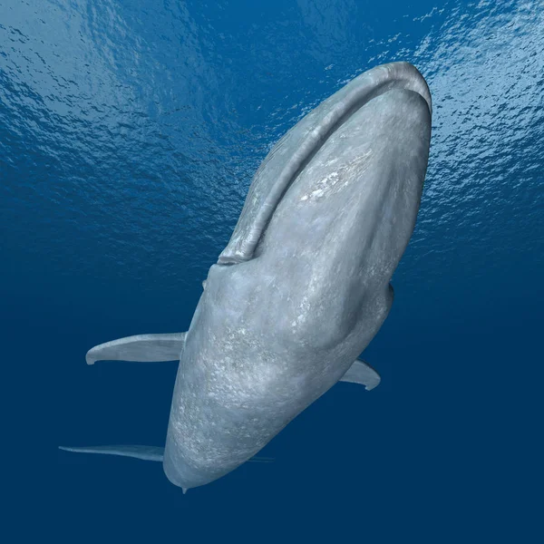 Υπολογιστή Που Παράγονται Απεικόνιση Μια Γαλάζια Φάλαινα — Φωτογραφία Αρχείου