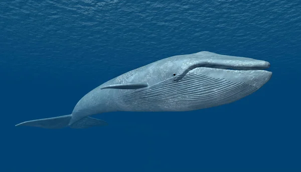 Illustration Générée Par Ordinateur Avec Une Baleine Bleue — Photo