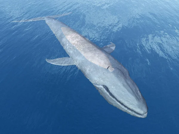 Illustration Générée Par Ordinateur Avec Une Baleine Bleue — Photo