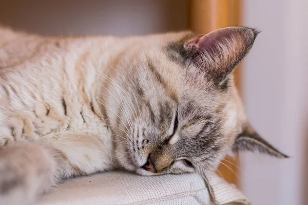 Porträt Einer Schönen Europäischen Katzenrasse — Stockfoto