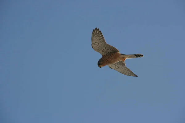 Turmfalke Auf Beutezug — Stockfoto