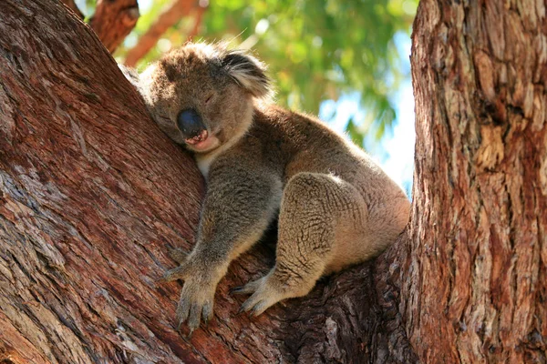 Koalabar Dormido Una Rama — Foto de Stock