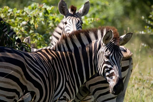 Randig Zebra Däggdjur — Stockfoto