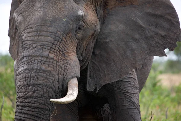 Animal Elefante Africano Mamífero Grande — Fotografia de Stock