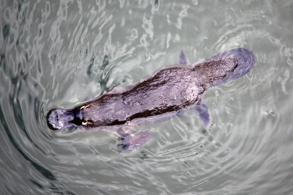 Platypus Národním Parku Eungella Austrálii — Stock fotografie