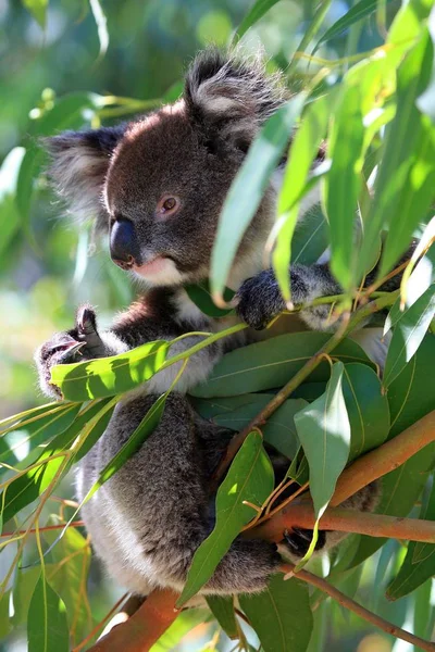 Koala Medvěd Sedící Větvi — Stock fotografie