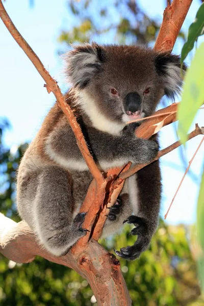Oso Koala Trepando Árbol — Foto de Stock