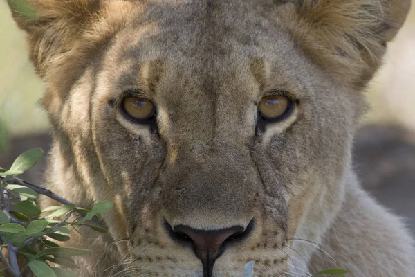 埃托沙国家公园母狮的肖像 — 图库照片