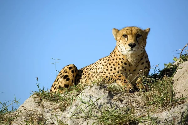 Bir Çita Bir Tepede Oturur Çevreyi Gözlemler — Stok fotoğraf