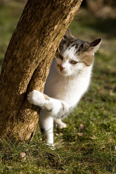 Een Kat Onderzoekt Een Boomstam — Stockfoto