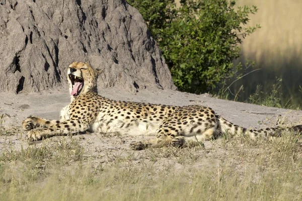 Gepard Opalanie Rezerwacie Przyrody Moremi Botswanie — Zdjęcie stockowe