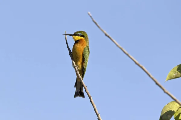 Botsvana Daki Moremi Küçük Bir Arı Yiyici — Stok fotoğraf