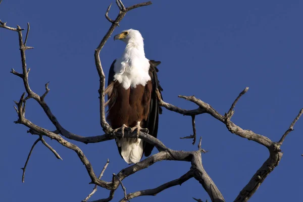 Aussichtsreiche Aussicht Auf Schöne Vögel Der Natur — Stockfoto