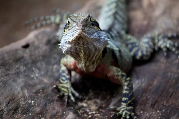 Fauna Lagarto Iguana Reptil —  Fotos de Stock