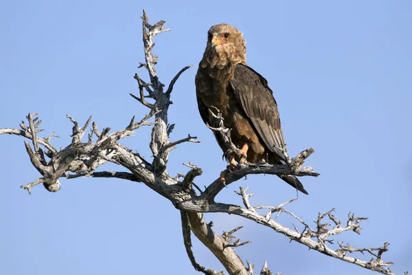Bald Eagle Tree Etosh National Park — Stock Photo, Image