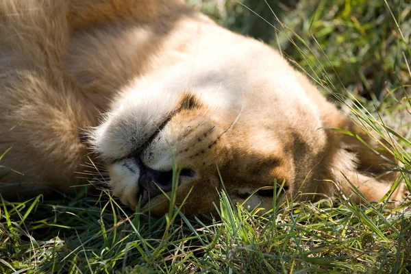 アフリカのブッシュにおけるライオンの誇り — ストック写真