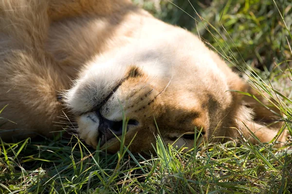 Fierté Des Lions Dans Brousse Africaine — Photo