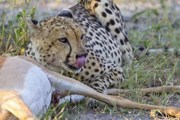 Cheetah While Eating Torn Antelope — Stock Photo, Image