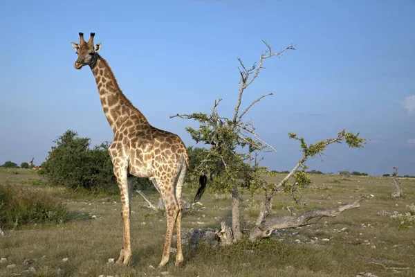 Giraffe Evening Light — Stock Photo, Image