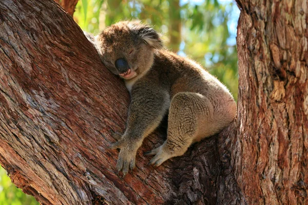 Sleeping Koala Bear Tree Branch — Stock Photo, Image
