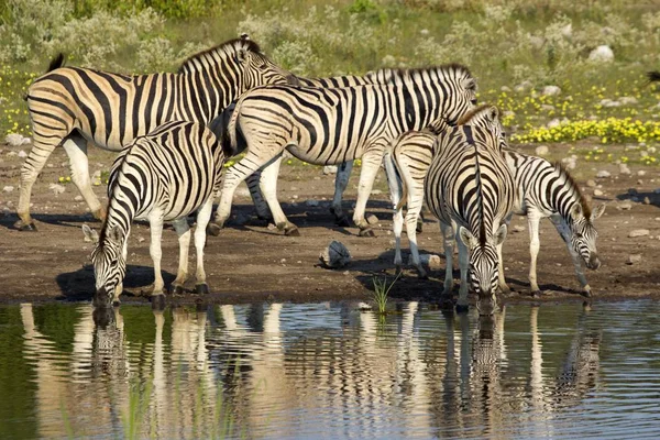 Zebra Sürüsü Namibya Daki Etoşa Ulusal Parkı Ndaki Birikintisinde Içiyor — Stok fotoğraf