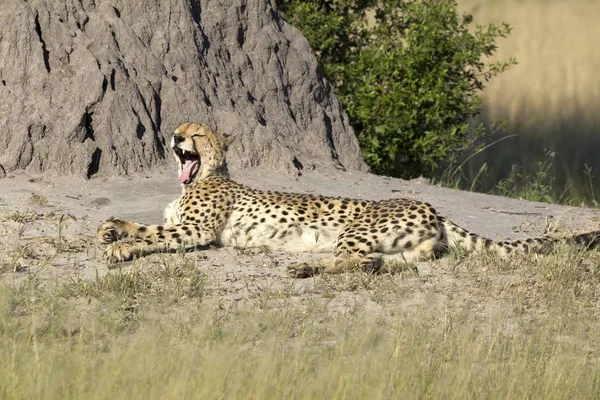 Chita Banhos Sol Reserva Vida Selvagem Moremi Botswana — Fotografia de Stock