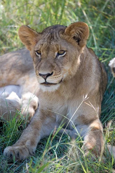 Orgulho Leões Mato Africano — Fotografia de Stock