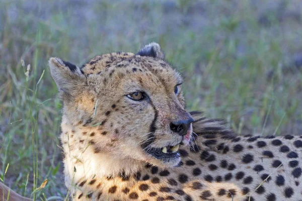 Cheetah While Eating Broken Antelope — Stock Photo, Image