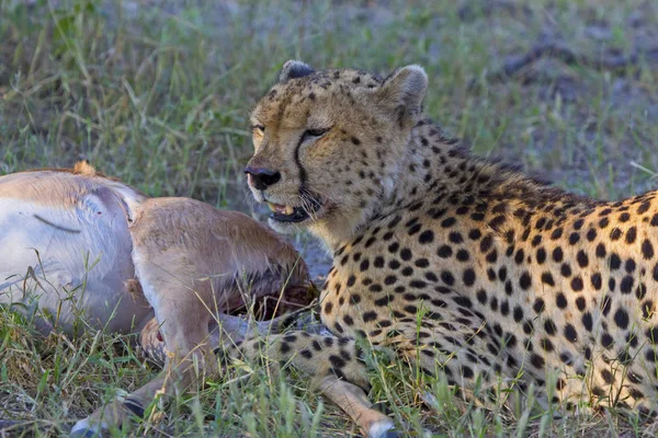 Guépard Mangeant Une Antilope Fêlée — Photo