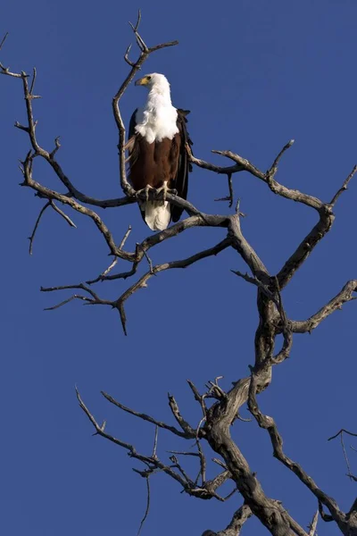 Schilderachtig Uitzicht Prachtige Vogel Natuur — Stockfoto