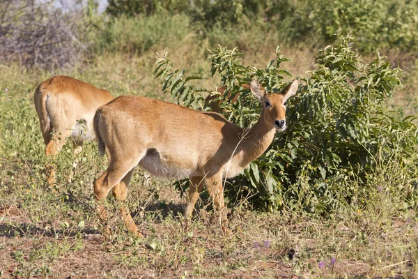 Endémiás Élő Botswanai Vörös Licsi Antilop — Stock Fotó