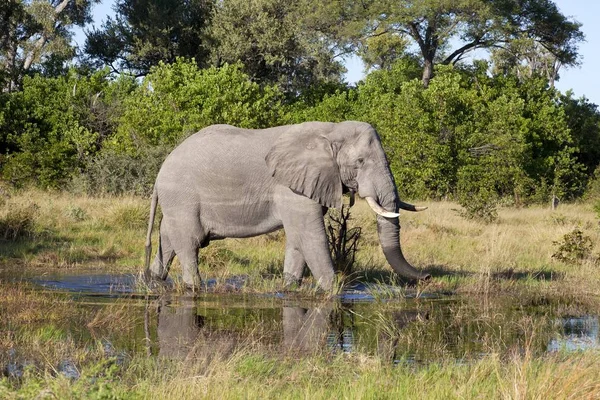 Elefante Toro Reserva Caza Moremi Botswana — Foto de Stock