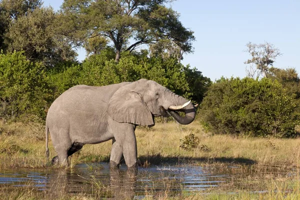 Elefante Touro Beber Moremi Jogo Reserva Botswana — Fotografia de Stock
