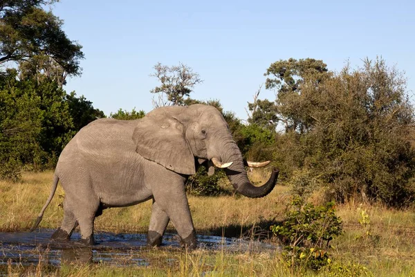 Elefante Toro Mientras Bebe Reserva Caza Moremi Botswana — Foto de Stock