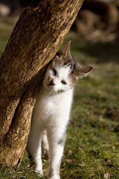Eine Katze Kuschelt Mit Einem Baumstamm — Stockfoto