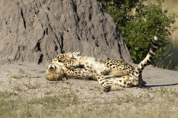 Cheetah Sunbathing Moremi Game Reserve Botswana — Stock Photo, Image