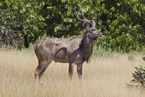 Botswana Moremi Vahşi Yaşam Rezervi — Stok fotoğraf