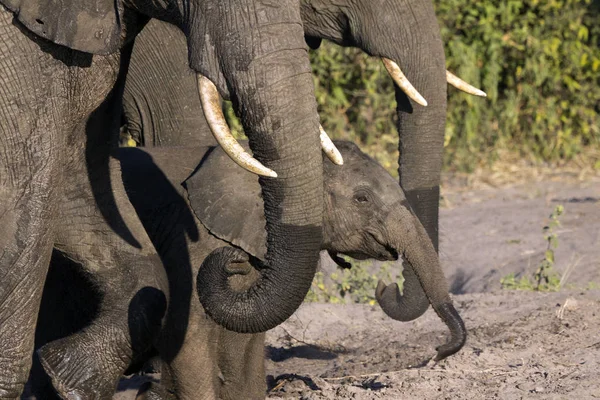 ボツワナのチョベ国立公園の象の群れは — ストック写真