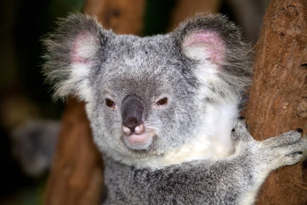 Urso Coala Animais Selvagens — Fotografia de Stock