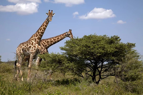 Girafe Dans Parc National Etosha — Photo