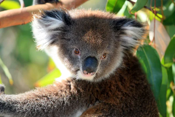 Koala Beer Wild Boom Dier — Stockfoto