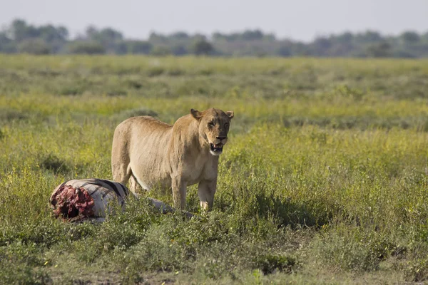 Leeuwin Het Etosha Nationale Park Bewaken Een Gescheurde Zebra — Stockfoto