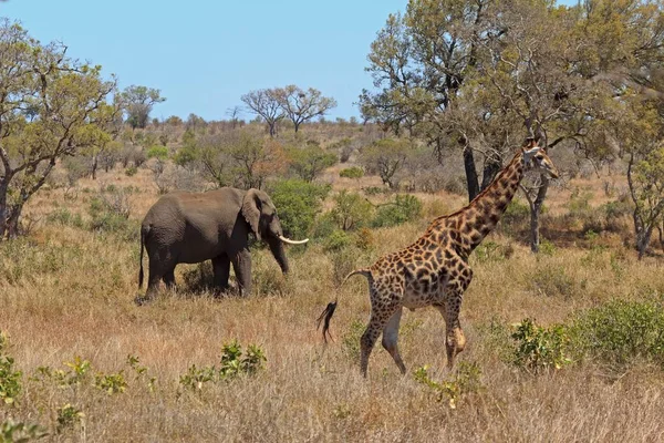 Guraffe Και Ελέφαντας Στο Εθνικό Πάρκο Kruger Στη Νότια Αφρική — Φωτογραφία Αρχείου